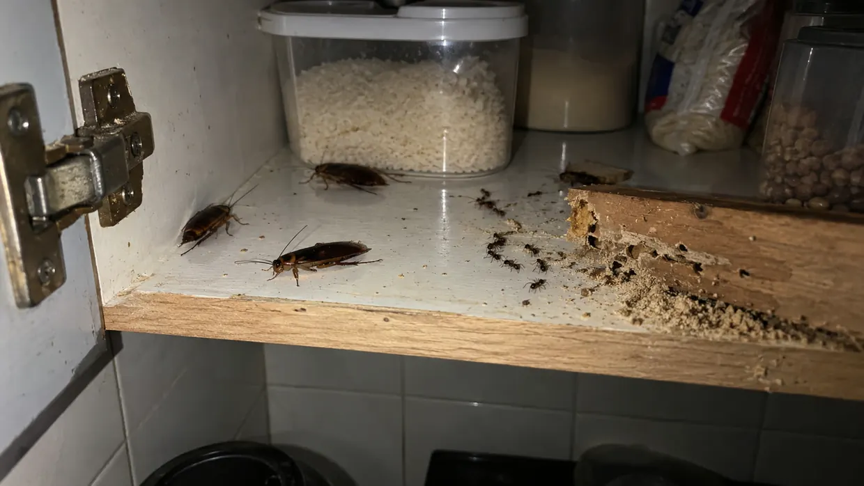 Baratas, formigas e cupim dentro de um armário de cozinha — pragas urbanas atendidas pela Imuniprex